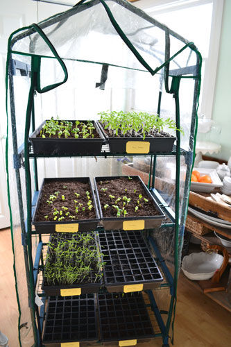 MiniIndoorGreenhouseFromLowes.jpg